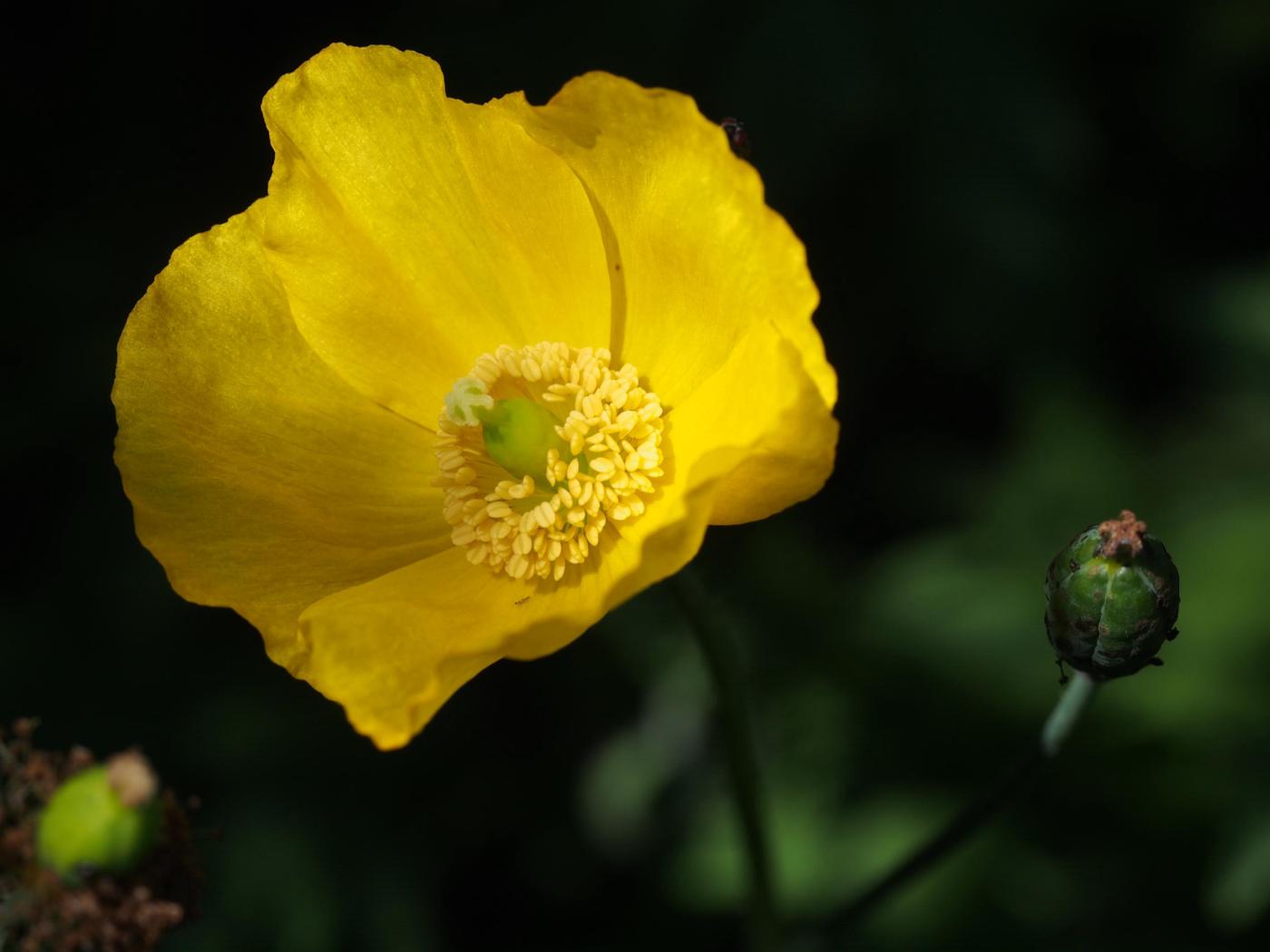 Poppy, Welsh flower